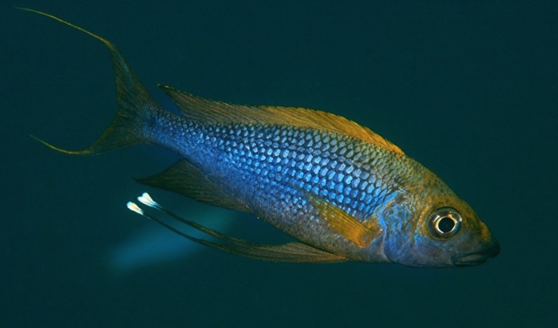 Ophthalmotilapia nasuta 'Mboko Island'